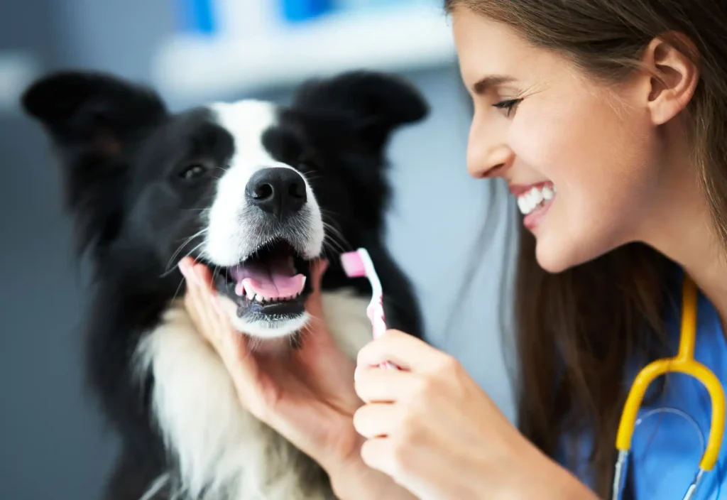 دندانپزشکی | بیمارستان تخصصی شبانه‌روزی دامپزشکی الیت