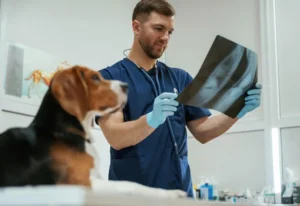 رادیولوژی و سونوگرافی | بیمارستان تخصصی شبانه‌روزی دامپزشکی الیت