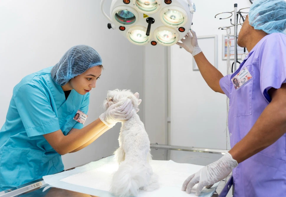 جراحی| بیمارستان تخصصی شبانهروزی دامپزشکی الیت