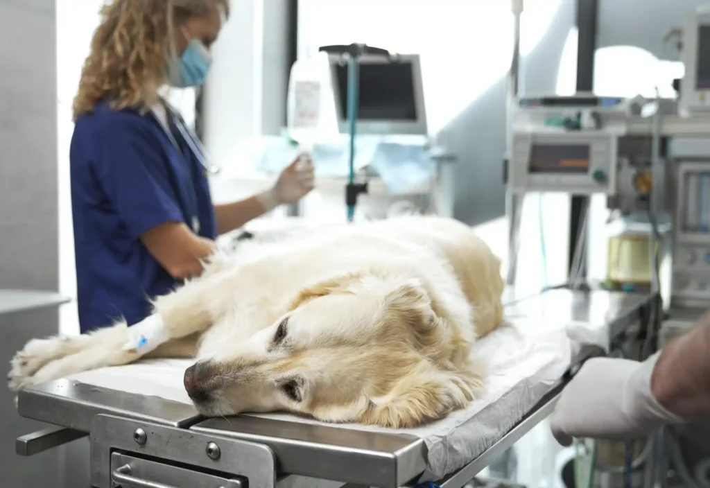 مراقبت‌های ویژه و آی سی یو | بیمارستان تخصصی شبانه‌روزی دامپزشکی الیت