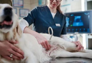 اکوکاردیوگرافی | بیمارستان تخصصی شبانه‌روزی دامپزشکی الیت