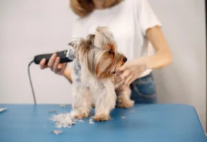 آرایش و شست و شو |گرومینگ|بیمارستان تخصصی شبانه‌روزی دامپزشکی الیت