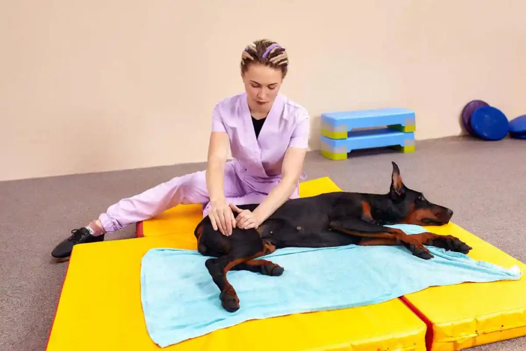 فیزیوتراپی |فیزیوتراپی پت |فیزیوتراپی در حیوانات| بیمارستان تخصصی شبانه‌روزی دامپزشکی الیت